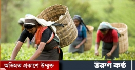 চা শ্রমিকরা বকেয়া মজুরি ১১ হাজার টাকা করে পাবেন