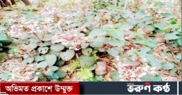 নড়াইলে গ্রামবাংলার ভাঁটি ফুল প্রাকৃতিকভাবে সেজেছে বর্ণিল সাজে নড়াইলে গ্রামবাংলার ভাঁটি ফুল প্রাকৃতিকভাবে সেজেছে বর্ণিল সাজে