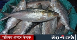 চাঁদপুরে ইলিশের দাম চড়া, অনলাইনে বিক্রিতে প্রতারণা