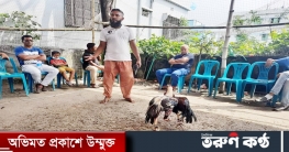 ঐতিহ্যের ‘আসিল মোরগ লড়াই’