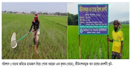 কীটতত্ত্ববিদের উদ্ভাবন কীটনাশকমুক্ত ধান চাষে সাফলতা