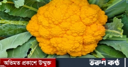 টাঙ্গাইলে রঙিন ফুলকপি চাষে সফল কৃষক