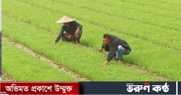 নড়াইলে বোরো মৌসুমে আদর্শ বীজতলার জনপ্রিয়তা দিন দিন বাড়ছে কৃষকেদের