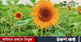 নড়াইলে ক্ষেতজুড়ে দোল খাচ্ছে মনকাড়া সূর্যমুখী ফুল