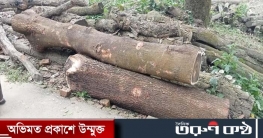 গাজীপুরে বনের জমি থেকে গাছ কর্তন,বিট অফিসে জব্দ গাজীপুরে বনের জমি থেকে গাছ কর্তন,বিট অফিসে জব্দ