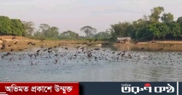 অতিথি পাখিতে মুখরিত রানীশংকৈলের রামরায় দিঘি