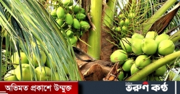 নারকেল চুরি জের ধরে নাতিকে ব্যাট দিয়ে পিটিয়ে মারেন দাদা