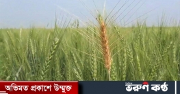 নড়াইলের চাষিরা বলছে, অন্যান্য ফসলের তুলনায় গম চাষে খরচ বেশি নড়াইলের চাষিরা বলছে, অন্যান্য ফসলের তুলনায় গম চাষে খরচ বেশি