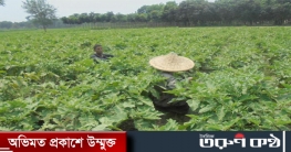 বিরামপুরে শীতকালীন শাক-সবজি পরিচর্যা ও বিক্রি নিয়ে ব্যস্ত কৃষক