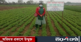 পরীক্ষামূলকভাবে  প্রথম লাইন পদ্ধতিতে  চাষ  করা হয়েছে বারি মসুরী ৮