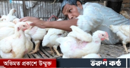 ব্রয়লার মুরগির দামে আগুন, ৫ দিনের ব্যবধানে বেড়েছে ৮০ টাকা