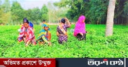 শুধুমাত্র পার্বত্যাঞ্চলেই নয় নীলফামারীতেও হচ্ছে বানিজ্যিকভাবে চা