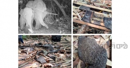 মাংসের জন্যও শিকার করা হচ্ছে হাতি, বাংলাদেশে গবেষণায় মিলল প্রমাণ মাংসের জন্যও শিকার করা হচ্ছে হাতি, বাংলাদেশে গবেষণায় মিলল প্রমাণ