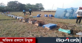 নওগাঁয় সরিষা ফুল থেকে কৃত্রিম পদ্ধতিতে মধু সংগ্রহ