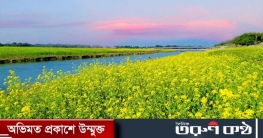 ধলাইয়ের বুকে সরিষার আবাদ
