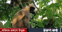 সিরাজগঞ্জে লোকালয়ে ঘুরছে মুখপোড়া হনুমান