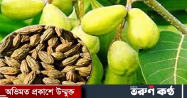 হরিতকী: শত রোগের মহৌষধ হরিতকী: শত রোগের মহৌষধ