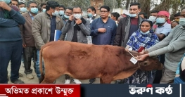দেওয়ানগঞ্জর ২ নং চিকাজানীতে হতদরিদ্রের গরু বিতরণ