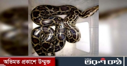 শ্রীমঙ্গলে বিশালাকৃতির অজগর সাপ উদ্ধার