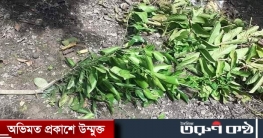 মাগুরায় মাল্টা চাষী রবিউলের গাছ কেটেছে দূর্বৃত্তরা