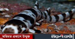 হদিশ মিলেছে হাঁটতে পারা হাঙরের!