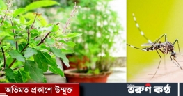 মশাকে দূরে রাখবে যেসব গাছ