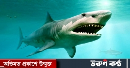 ৫ লাখ হাঙরের প্রাণের বিনিময়ে করোনার হাত থেকে বাঁচবে মানুষ!
