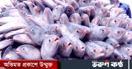 বেনাপোল দিয়ে ১৯ দিনে ভারতে গেল ১ হাজার টন ইলিশ