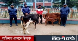বোদায় চোরাই গরু উদ্ধার, আটক-১