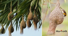 ফরিদপুরে বিলুপ্তির পথে দৃষ্টিনন্দন বাবুই পাখির বাসা