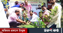 বরুড়া উপজেলায় মুজিব শতবর্ষ উপলক্ষে বৃক্ষরোপন কর্মসূচী পালন
