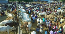 রাজধানীর ১১ স্থানে বসছে পশুর হাট রাজধানীর ১১ স্থানে বসছে পশুর হাট