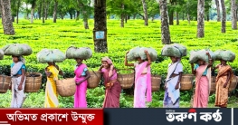 মৌলভীবাজারে চলতি মৌসুমে চা উৎপাদন লক্ষ্যমাত্রা অর্জনের আশাবাদ