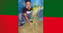 মুজিব বর্ষে বৃক্ষরোপণ করলো ঢাকা কলেজ ছাত্রলীগ