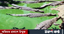 কুমিরে সম্ভাবনা দেখছে বাংলাদেশ