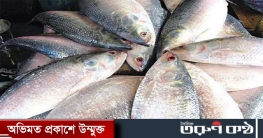কলকাতায় পাচার হচ্ছে ইলিশ; কেজি সাড়ে ৩ হাজার টাকা