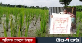 সহিদ বীজ ভান্ডারের ভূল বীজে ধান ফলবে না ২৫ বিঘা জমিতে