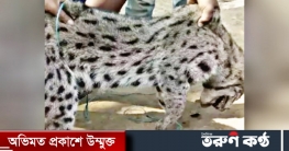 দক্ষিণ সুনামগঞ্জে মেছো বাঘকে পিটিয়ে হত্যা