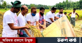 ফরিদগঞ্জে কৃষকের ধান কেটে ঘরে তুলে দিল যুবলীগ