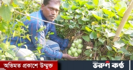 এক থোকায় ধরল ৩০ লাউ