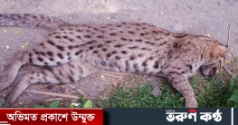 ট্রেনের ধাক্কায় মেছোবাঘের মৃত্যু