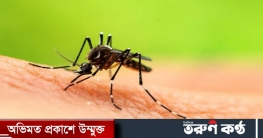 করোনার বিরুদ্ধে প্রতিরোধ গড়ছে ডেঙ্গুর জীবাণু: গবেষণা
