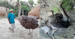 বিনা চিকিৎসায় অবহেলায় মারাই গেলো ১২০ কেজি ওজনের উট পাখিটি