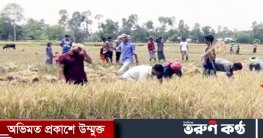 গোয়াইনঘাটে ধান ভাগাভাগি নিয়ে প্রতিপক্ষের হামলায় কৃষক নিহত গোয়াইনঘাটে ধান ভাগাভাগি নিয়ে প্রতিপক্ষের হামলায় কৃষক নিহত