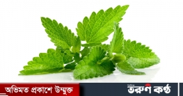 গুণে ভরা পুদিনা পাতা