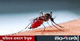 ডেঙ্গুতে একদিনে ৩ জনের মৃত্যু, হাসপাতালে ভর্তি ২১১