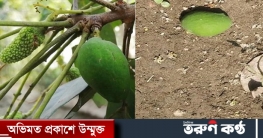 লিচু গাছে ধরা সেই আমটি রাগ করে ছিঁড়ে ফেলেছেন সাবেক মেম্বার! লিচু গাছে ধরা সেই আমটি রাগ করে ছিঁড়ে ফেলেছেন সাবেক মেম্বার!