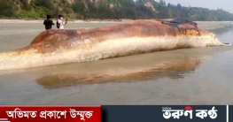 দরিয়ানগর সৈকতে ভেসে এলো বিশালাকায় মরা তিমি দরিয়ানগর সৈকতে ভেসে এলো বিশালাকায় মরা তিমি