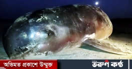 সৈকতে ভেসে এলো ১০ ফুট লাম্বার মৃত ডলফিন