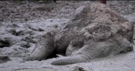 চট্টগ্রামে কাদায় আটকা পড়েছে বন্যহাতি চট্টগ্রামে কাদায় আটকা পড়েছে বন্যহাতি